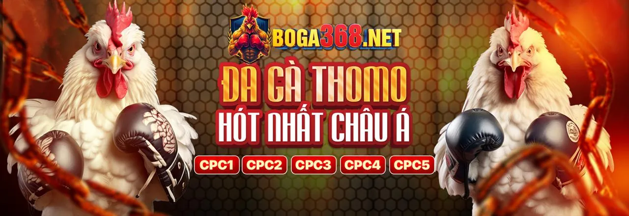 Sân đấu đá gà trực tuyến 23win06